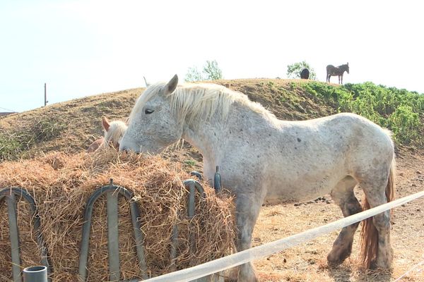 Le centre équestre Le Teinturier à Colomiers possède une soixantaine de chevaux.