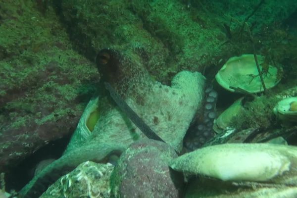 Cette année, les poulpes ravagent les fonds marins sur la côte Atlantique. Les céphalopodes dévorent mollusques et crustacés, ce qui inquiète grandement les pêcheurs.