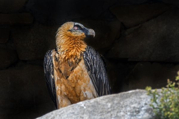 Le gypaète barbu est un rapace des montagnes et fait l'objet d'un plan de restauration.