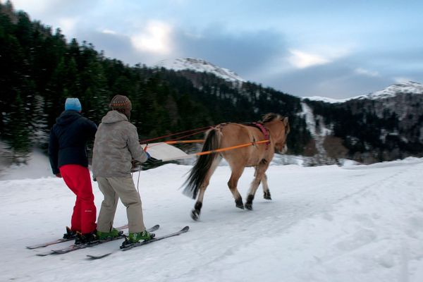 Harnais de ski-joering