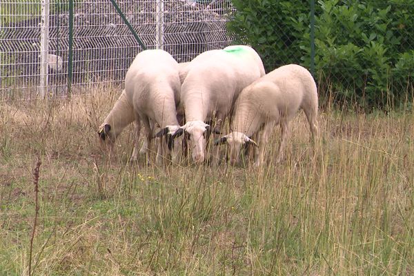 La Nouvelle éco : à Mézières-en-Brenne, le fabricant de caisses de