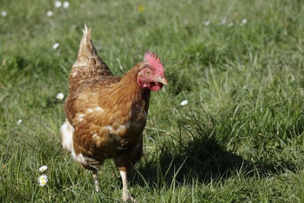 Deux cas de grippe aviaire ont été détectés à Solaro en Haute-Corse.