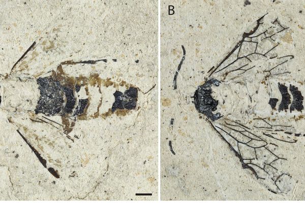 Ce fossile de l'Empria Sammuti, unique au monde découvert par Rose et Claude Sammut, passionnés de paléontologie.