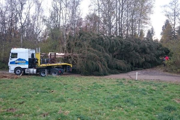 Offert par la commune de Saint-Ours-Les-Roches, dans le Puy-de-Dôme, le sapin de Noël de Clermont-Ferrand arrivera place de Jaude, mardi 6 novembre vers 23H30. 