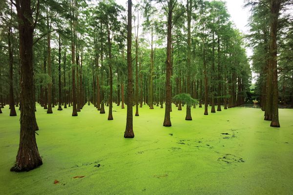 La forêt de métaséquoias de Yangzhou, dans la province du Jiangsu en Chine.