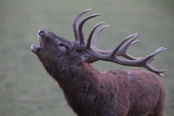 Le brâme du cerf a lieu de septembre à mi-octobre.