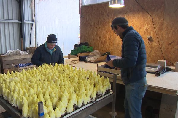 Avec sa mère, Cyril Bouquier, un agriculteur périgourdin s'est lancé dans la culture de l'endive