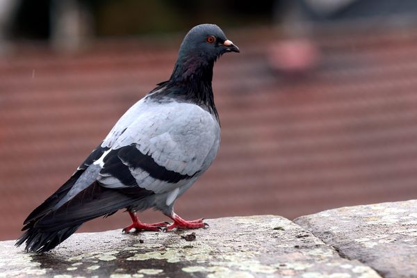 Des pigeons parfois jugés un peu trop envahissants dans nos villes.