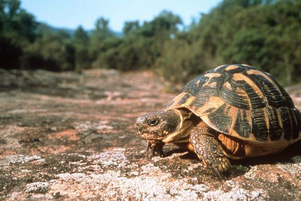 La Tortue d'Hermann, "vulnérable" en France et "en danger" dans le Var, cite le rapport.