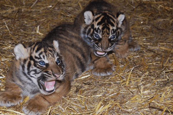 Deux tigrons sont nés au Pal, le 23 mars 2015, une naissance qualifiée d'exceptionnelle.