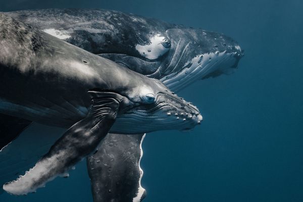 Ce 23 mars 2024, une baleine à bosse a été observée dans le port de Saint-Quay-Portrieux dans les Côtes d'Armor