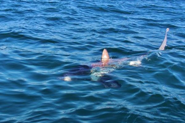 Un requin renard de plus de 3 mètres observé au large de Port-Camargue, dans le Gard - 29 octobre 2016