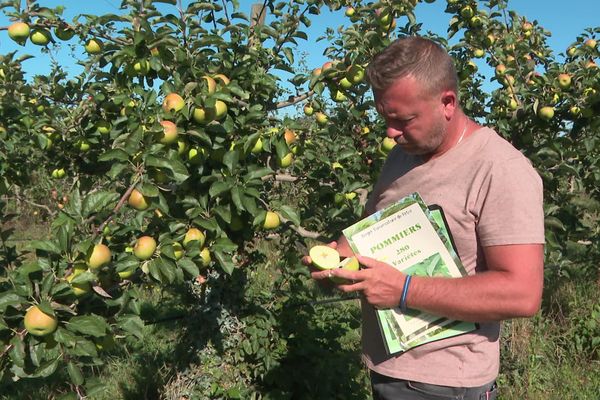 Benoit Piron - technicien au conservatoire de pommes et de poires de Pétré - St Gemme La Plaine (Vendée)