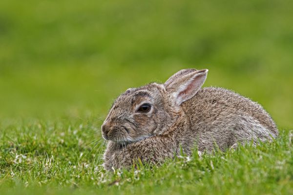Un lapin s'est invité au dépôt de Cronenbourg en ce dimanche de Pâques.