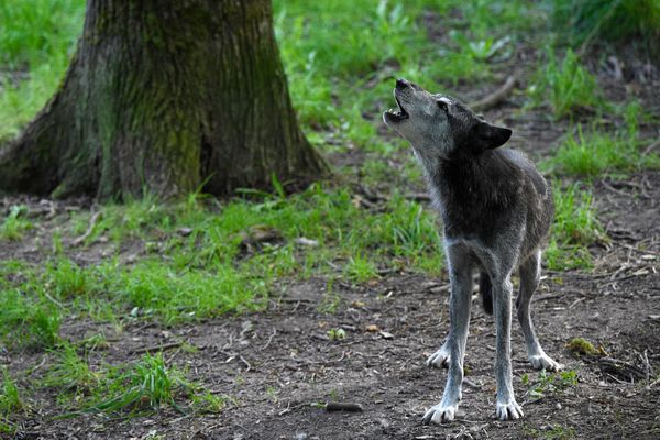 On dénombre près de 1000 loups sur l'ensemble du territoire français.