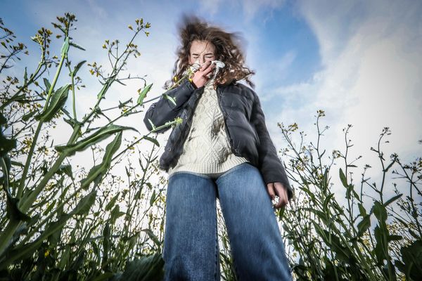 Pollution et hausse des températures modifient la pollinisation des végétaux et aggravent les phénomènes d'allergie