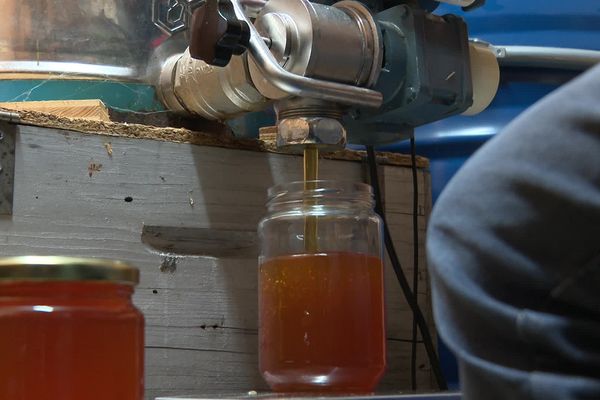 Dans le Cantal, cet apiculteur peine à lutter contre la concurrence étrangère.