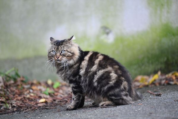 L'île de Bréhat a décidé de lancer une opération pour contrôler et limiter le nombre de chats