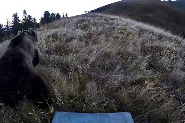 Lâcher d'une ourse en octobre 2018 dans les Pyrénées