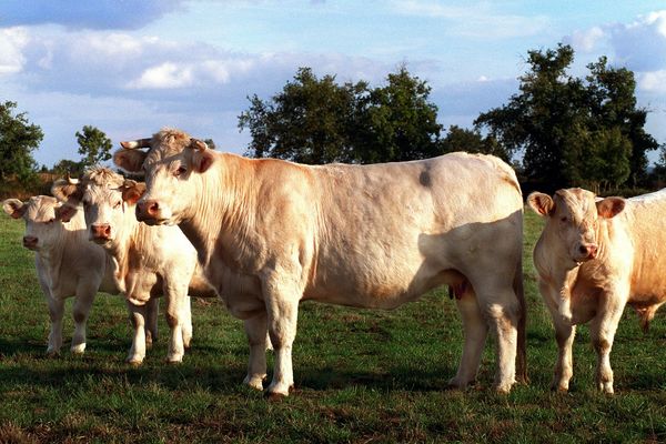 La maladie hémorragique épizootique concerne les animaux sauvages et domestiques.