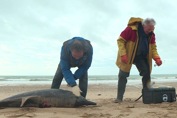 Un dauphin mort sur la plage de Bois-Plage sur l'île de Ré