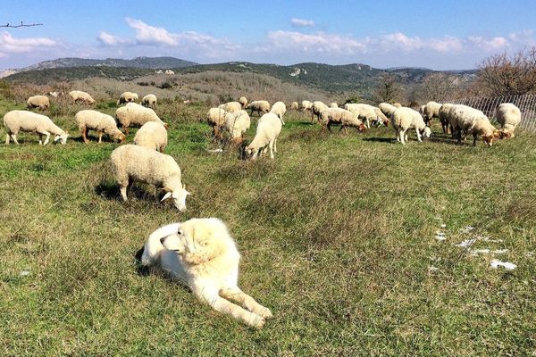 Laroque-de-Fa (Aude) - un élevage en zone pastorale - mars 2018.