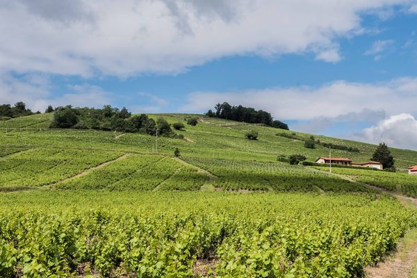 Dans le Beaujolais, une bonne centaine de vignerons ont d’ores et déjà déposé un dossier auprès de FranceAgriMer, l’organisme semi-public qui met en œuvre cette distillation exceptionnelle