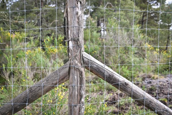 Les clôtures seront bientôt limitées en forêt de Sologne.