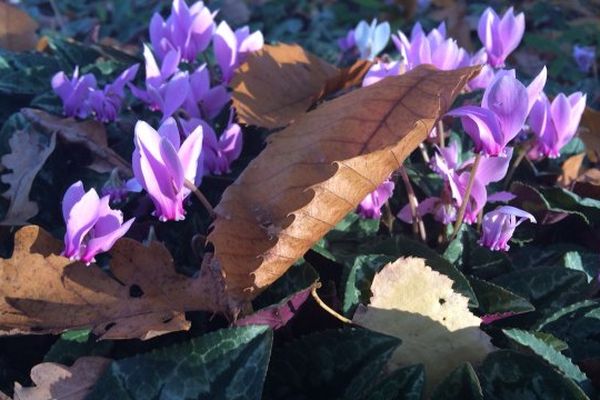 cyclamens et feuilles d'automne