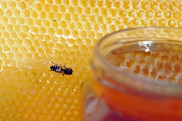 La production de miel a été divisée par trois.