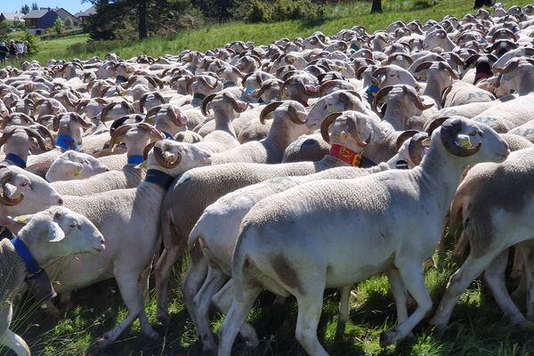 Gard - La transhumance des brebis sur l'Espérou en 2019.