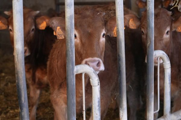 Selon l'Institut de l'élevage, les ventes de broutards vont baisser d'au moins 8% en 2025.