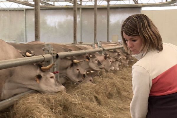 En mai, Bérénice Walton donnait ses derniers coups de fourches avant l'abattage de ses vaches.