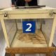 Urne dans un bureau de vote lors des élections européennes du 9 juin 2019.