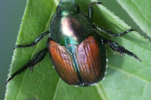 Le scarabée japonais est une menace pour des centaines de plantes.