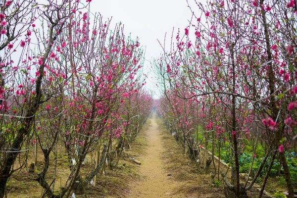 Une rangée d'arbrisseaux en fleurs - Photo d'illustration