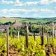 Le vignoble de Chablis dans l'Yonne (image d'illustration), meteo, soleil, chaleur, ete