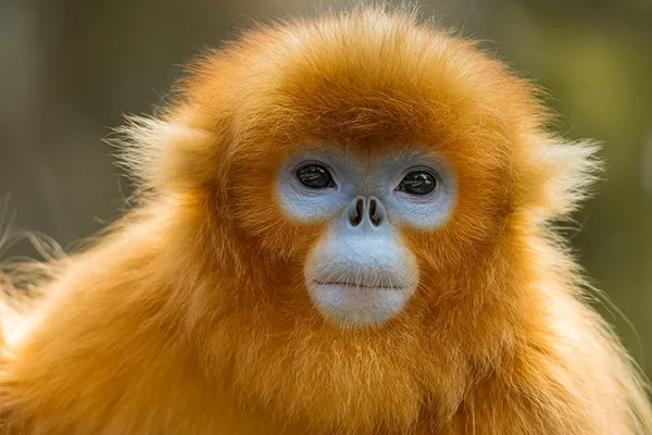 Au même titre que le panda géant ou l'ibis à crête, le rhinopithèque de Roxellane est considéré, en Chine, comme un trésor national du règne animal.