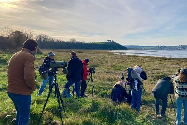 D'octobre à mars, un moment propice pour observer et apprendre à reconnaître les oiseaux qui hivernent dans la baie de Saint-Brieuc.