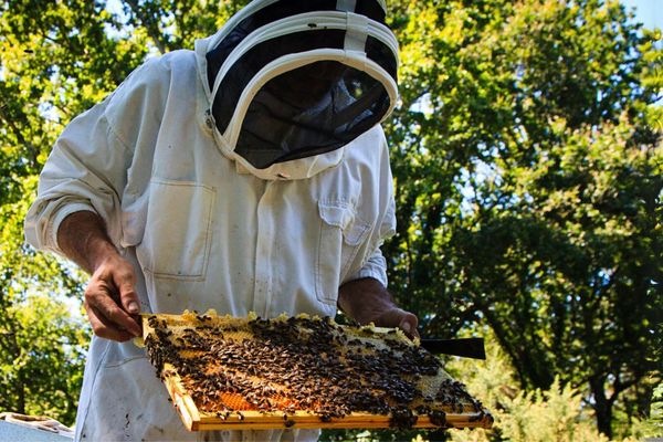 Alain Rey, l'apiculteur passionné