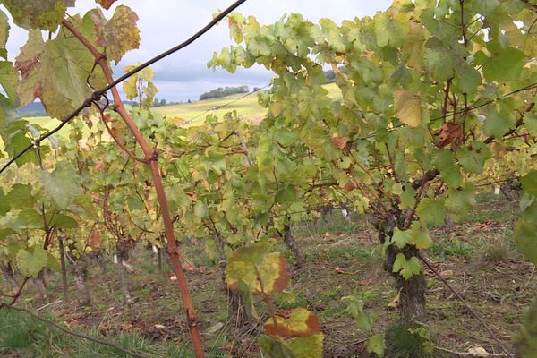 En raison du Covid-19, les viticulteurs du Jura ne parviennent pas à vendre, malgré une bonne année. 