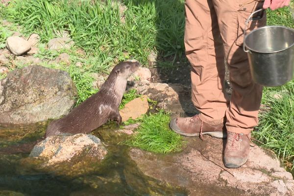 Le Naturoparc de Hunawihr a abandonné ses spectacles d'animaux au profit d'ateliers pédagogiques visant à préserver la faune locale.