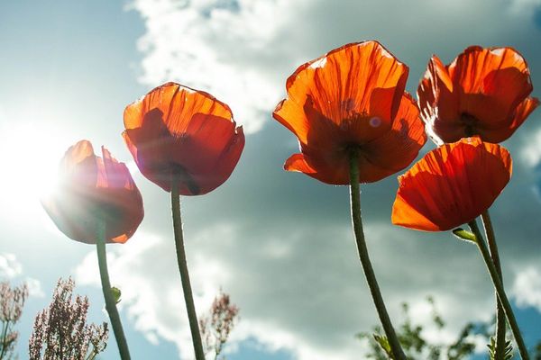 Prévisions Météo France pour le Dimanche 5 août 2017