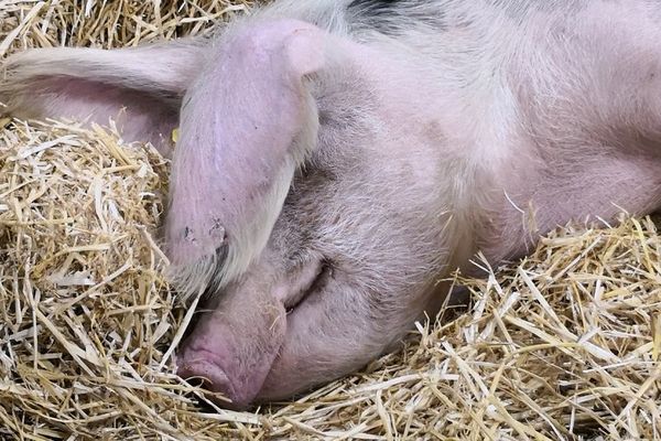 Cette femelle de race cul noir du Limousin a besoin d'un peu de repos