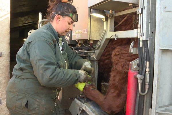 Dans le Cantal, Maurine exerce un métier peu commun : pédicure bovin.