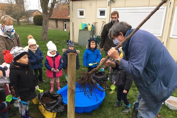 Les enfants de Brin sur Seille découvrent le système racinaire de l'arbre