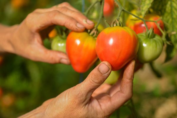  A Saint-Jean-Le-Blanc, dans le Calvados, 70% des exploitations agricoles sont passées au Bio 