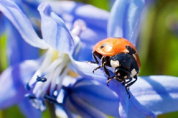 Une sortie d'observation des coccinelles est prévue ce week-end