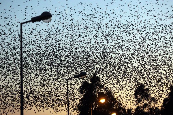 Les étourneaux sources de nuisances lors de leur migration