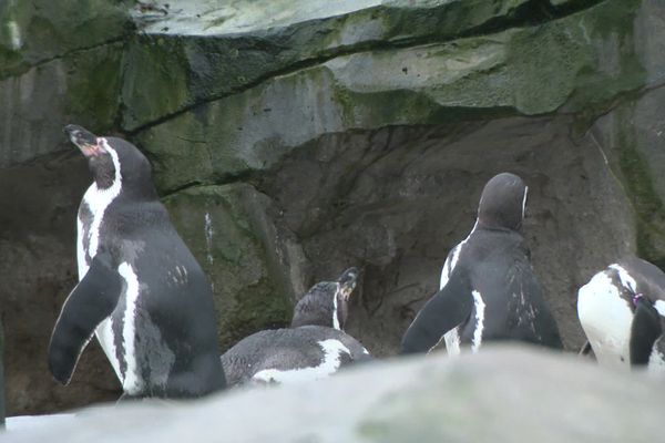 Le zoo d'Amiens rouvrira ses portes le 1er février 2023.